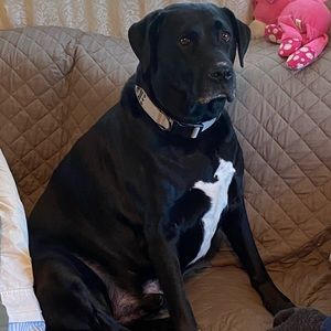 Meet your Posher, Audrey